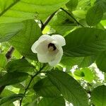 Magnolia sieboldii Кветка