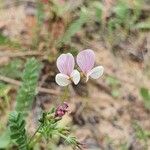 Ornithopus sativus Flower