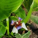 Neomarica gracilis 花