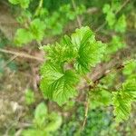 Viburnum trilobumLeaf