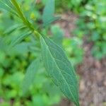 Patrinia scabiosifolia Leaf