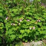 Rubus odoratusBlad