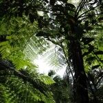 Cyathea arborea Hoja