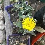 Faucaria tigrina Blüte