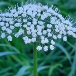 Selinum carvifolia Flor