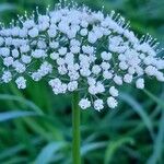 Selinum carvifolium Flower