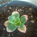 Aeonium decorum 葉