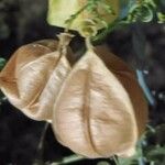 Cardiospermum halicacabum Fruit