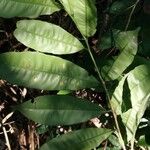 Rhabdophyllum arnoldianum Liść