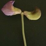 Vigna vexillata Flor