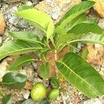 Atractocarpus vaginatus Fruitua