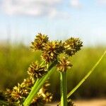 Cyperus pseudokyllingioides Fruit