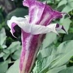 Datura metel Flower