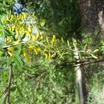 Laburnum anagyroidesCvet