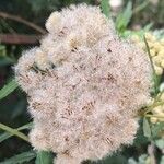 Senecio pterophorus Fruit