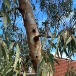 Eucalyptus camaldulensis 樹皮