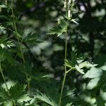 Aconitum vulparia Flower