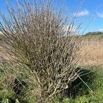 Salix alba बार्क (छाल)