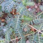 Tribulus terrestris Leht