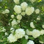 Viburnum macrocephalum Blüte