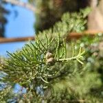 Juniperus phoenicea Frukt