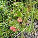 Vaccinium vitis-idaea 叶