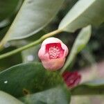 Garcinia puat Lorea
