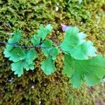 Adiantum capillus-veneris Blad