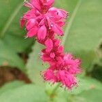 Bistorta amplexicaulis Квітка
