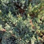 Juniperus squamata Fuelha