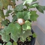 Gossypium herbaceum Likasa