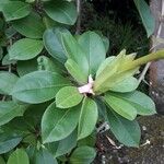 Solandra grandiflora Feuille