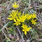 Gagea bohemica Fula