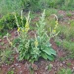 Verbascum sinaiticum Habitus