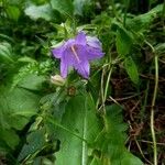 Campanula tracheliumFlower