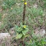 Verbascum thapsus Virág