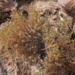 Senecio potosianus Habit