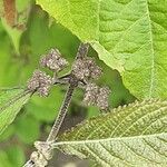 Callicarpa americana 花