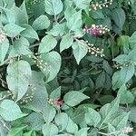 Rivina humilisFlower