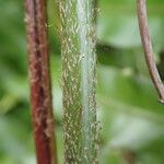 Nephrolepis biserrata Blatt