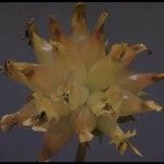 Trifolium fucatum Flower