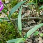 Cephalanthera rubra Лист
