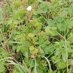 Rubus ferus Hábito