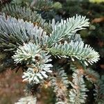 Abies lasiocarpa Likasa