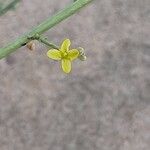 Cleome pallida Кветка