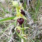 Ophrys passionis Ostatní