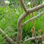 Beschorneria yuccoides Corteza