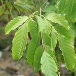 Leea guineensis Leaf