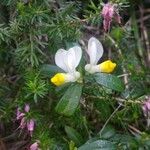 Polygala chamaebuxus Floare