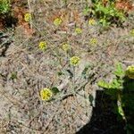 Lomatium nudicaule